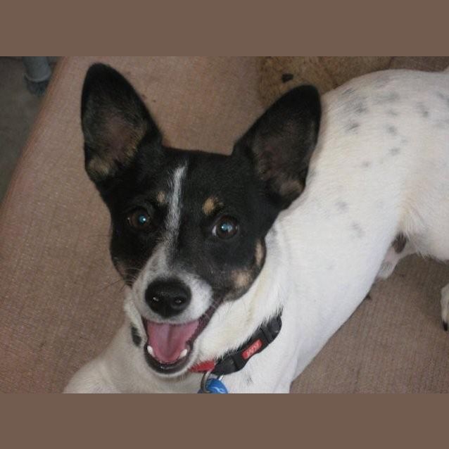 Photo of Kojak