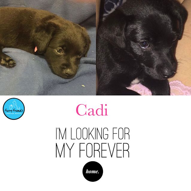 Photo of Cadi *•Adopt Me•*