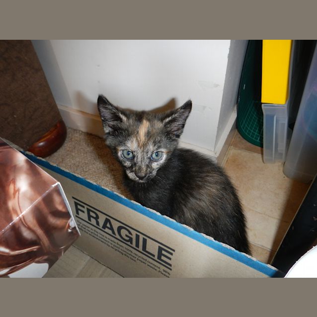 Photo of Lulu "On Trial With Her New Family"