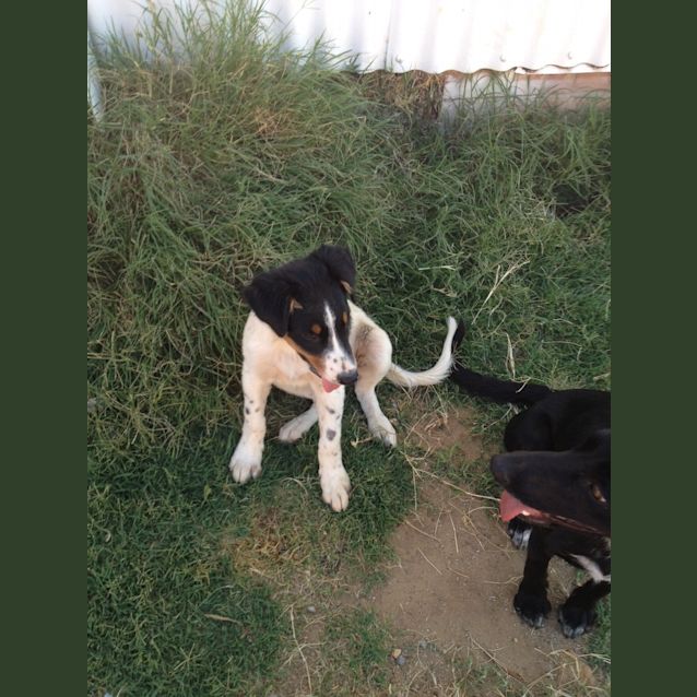 Photo of Derby Av432 *On Trial*