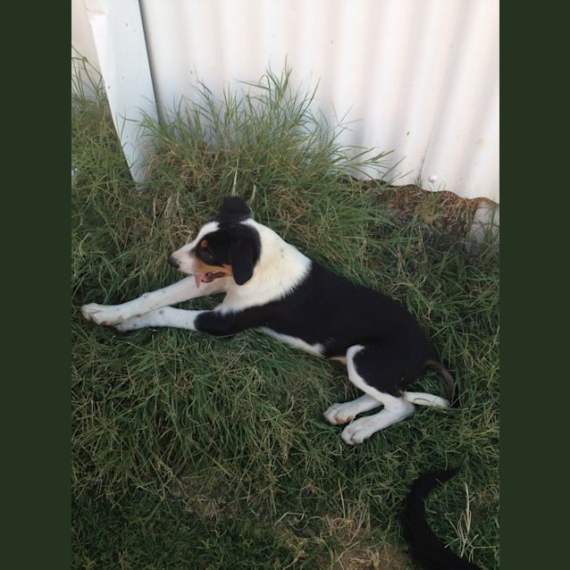 Photo of Delta Av433 * On Trial*