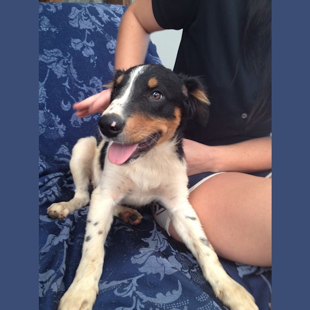 Photo of Derby Av432 *On Trial*