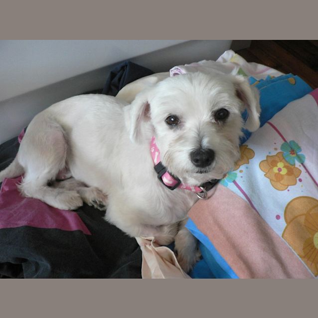 Photo of Roxy (On Trial)