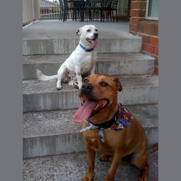 Photo of Jack 'Adoption Pending'