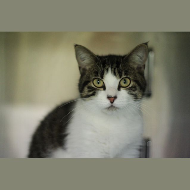 Photo of C08516 Rosie
