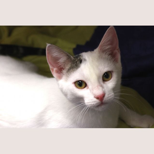 Photo of C09263 Theodore