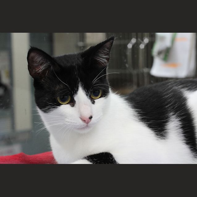 Photo of C10100 Felix