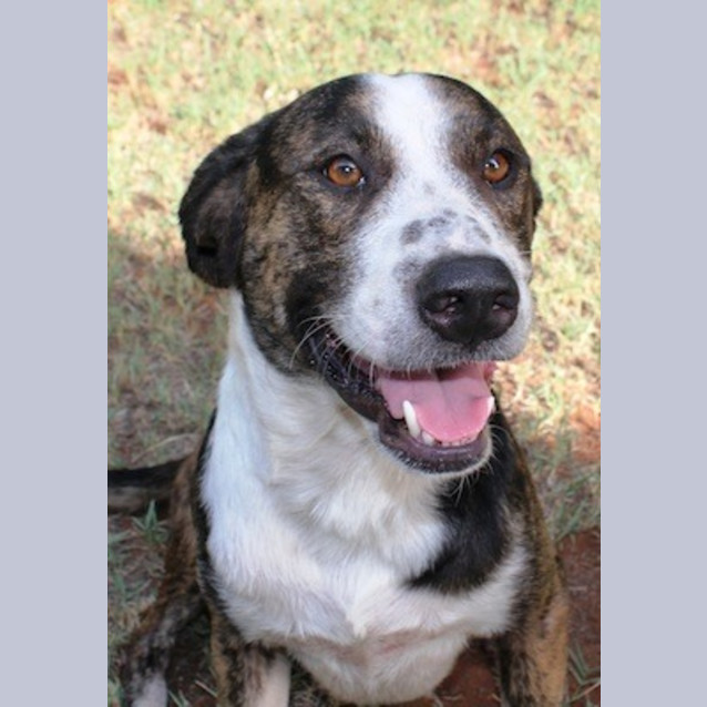 Photo of Denver (D2051)