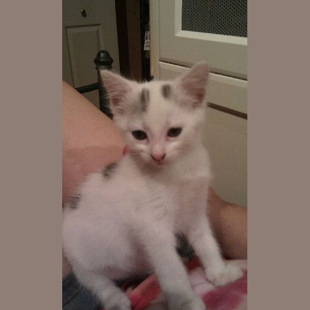 Photo of White Boy "Going To Furever Home"