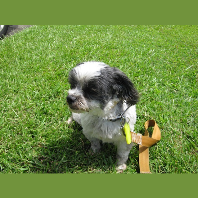 Photo of Buddy   Gd06