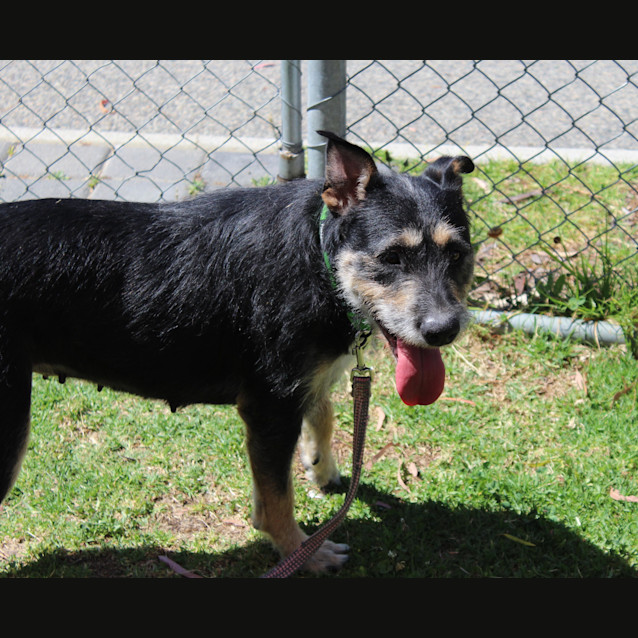 Photo of Sheba