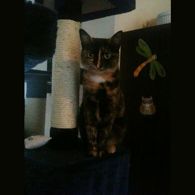 Photo of Astra