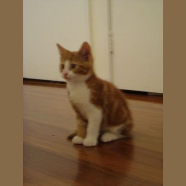 Photo of Bobby *Adoption Pending*