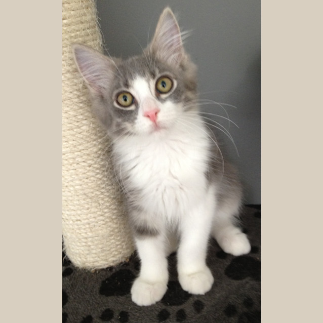 Photo of Merlin