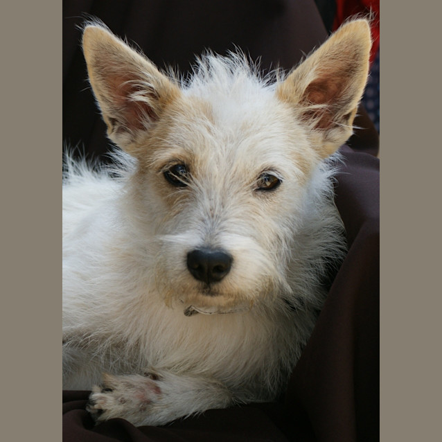 Photo of Violet Rose