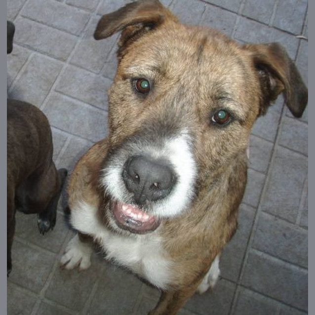 Photo of Frank *Adopting Pending*