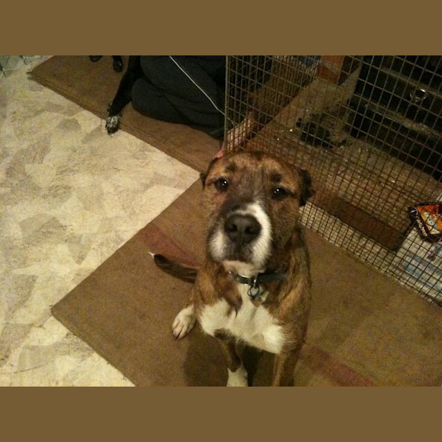 Photo of Frank *Adopting Pending*