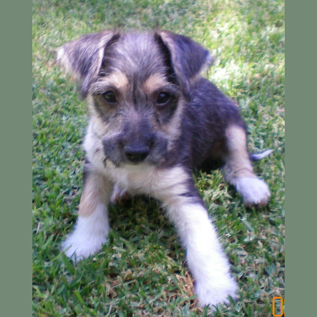 Photo of Pogo *On Trial*