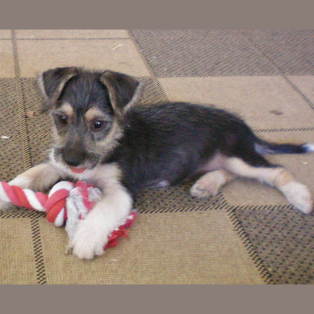 Photo of Pogo *On Trial*