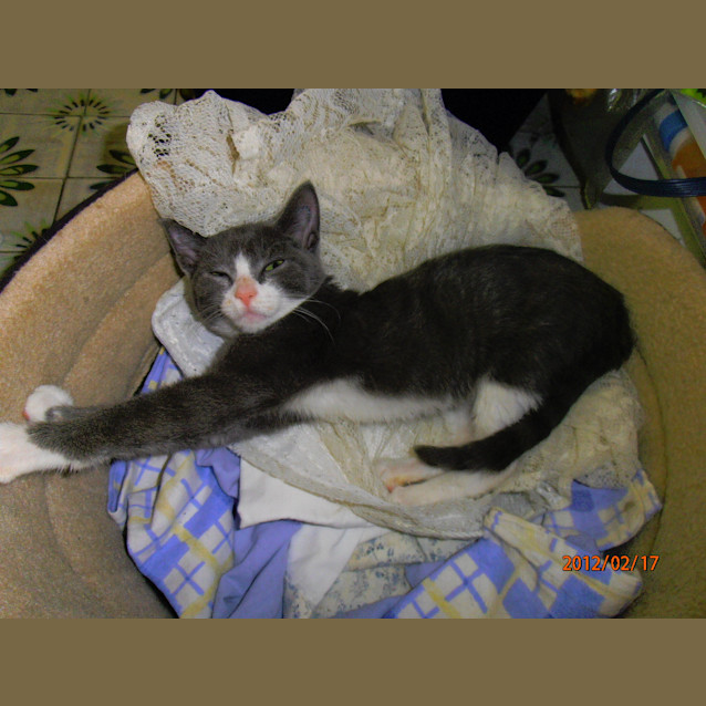 Photo of 6 12 Weeks Old Kittens