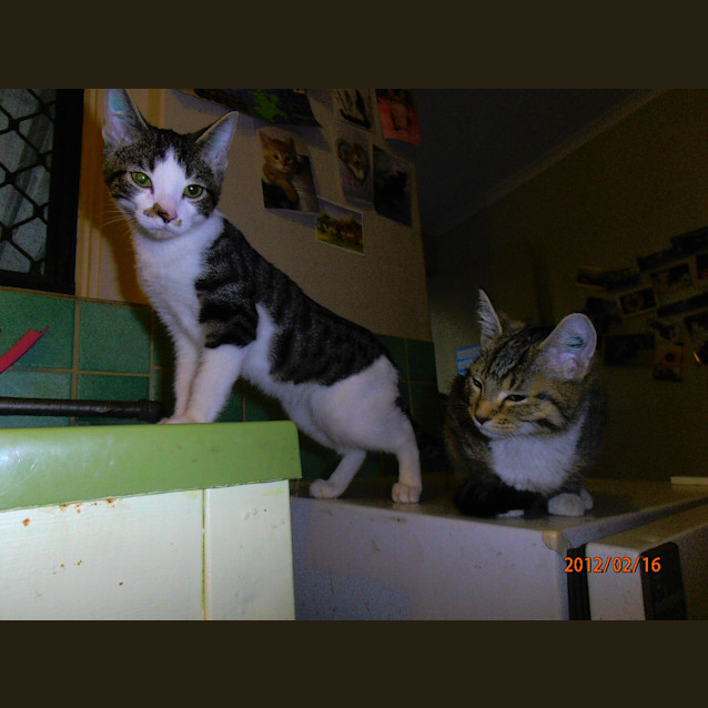 Photo of 6 12 Weeks Old Kittens