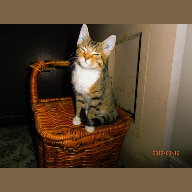 Photo of 6 12 Weeks Old Kittens