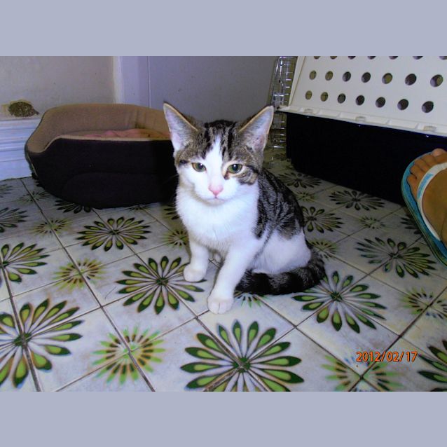 Photo of 6 12 Weeks Old Kittens