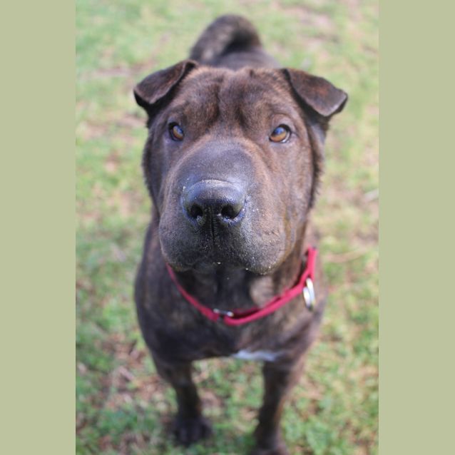 Photo of Peggy Sue