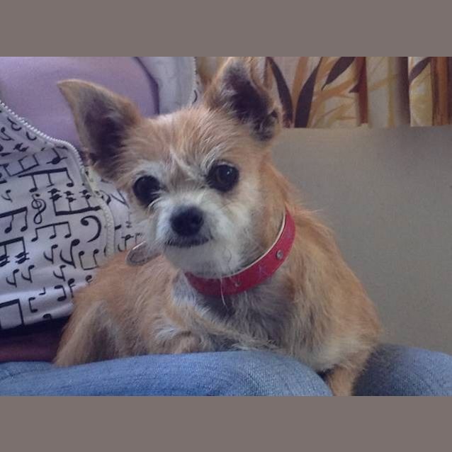 Photo of Luna**On Adoption Trial**