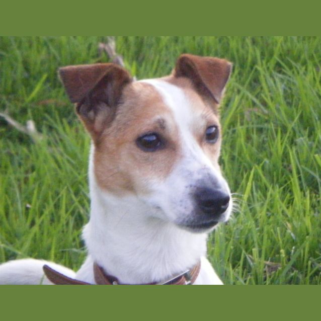 Photo of Echo *On Adoption Trial*