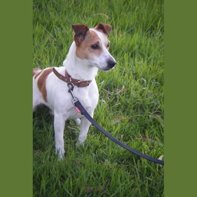 Photo of Echo *On Adoption Trial*