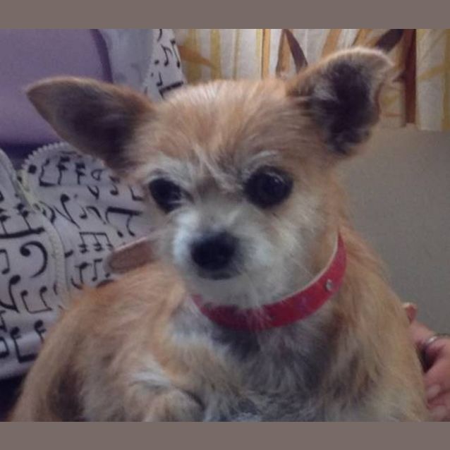 Photo of Luna**On Adoption Trial**