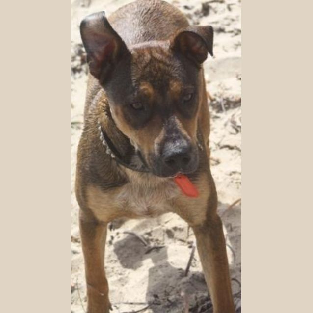 Photo of Mr Obedient   Charlie A Very Special Pup