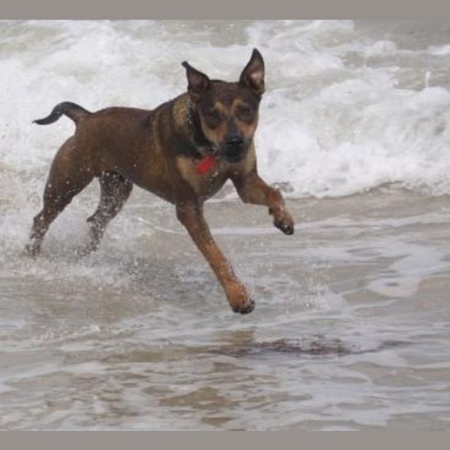 Photo of Mr Obedient   Charlie A Very Special Pup