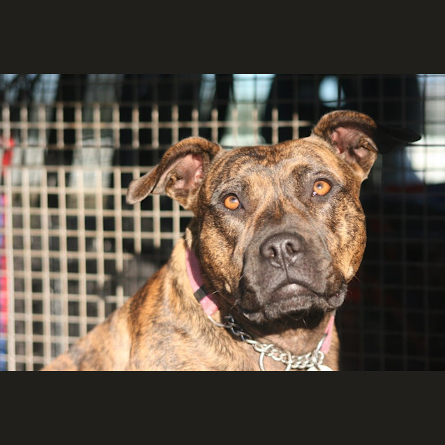 Photo of Bell   On Hold