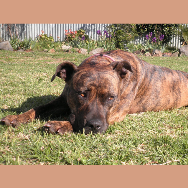 Photo of Bell   On Hold