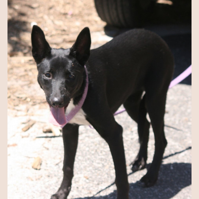 Photo of Lilly   On Hold