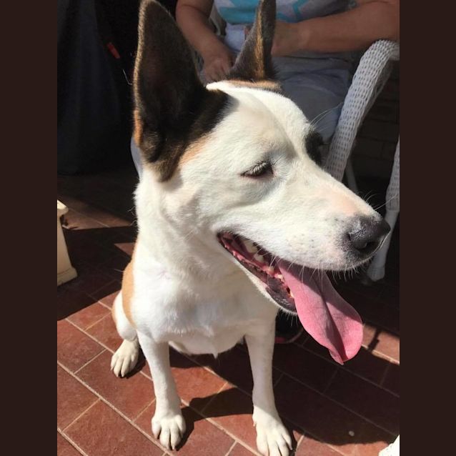 Photo of Gypsy