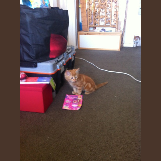 Photo of Marmalade *Adoption Pending*