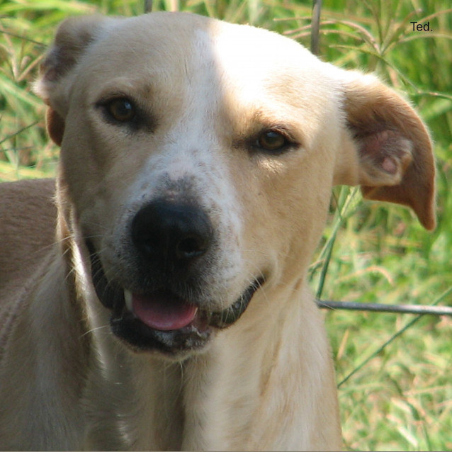 Photo of Ted.