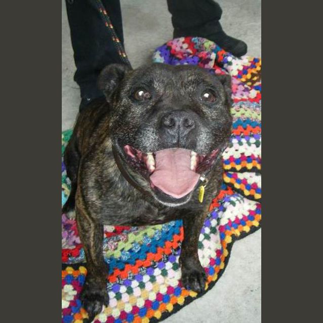 Photo of Bronco