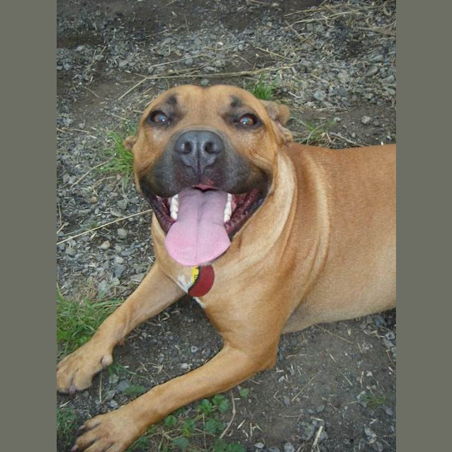 Photo of Sarge