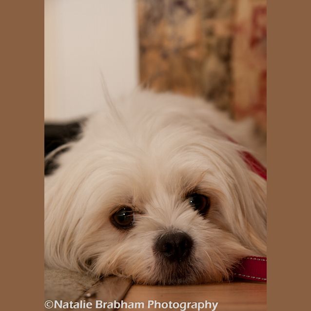 Photo of Muffy