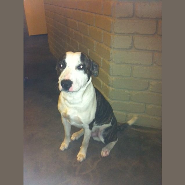 Photo of Pete 6 Month Pup