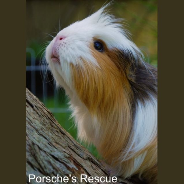 Photo of Sally  On Hold