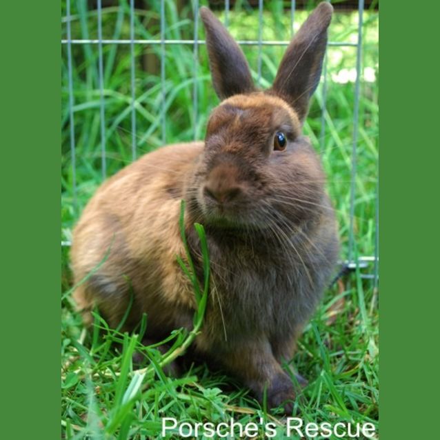 Photo of Hershey  Vaccinated And Desexed