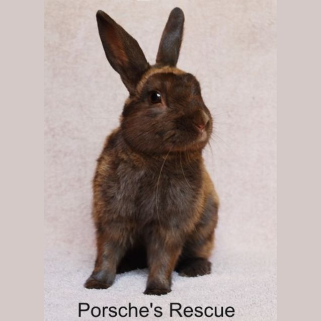 Photo of Hershey  Vaccinated And Desexed