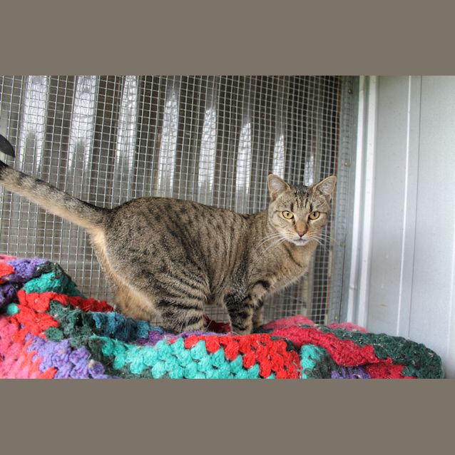 Photo of Abbie Tabby