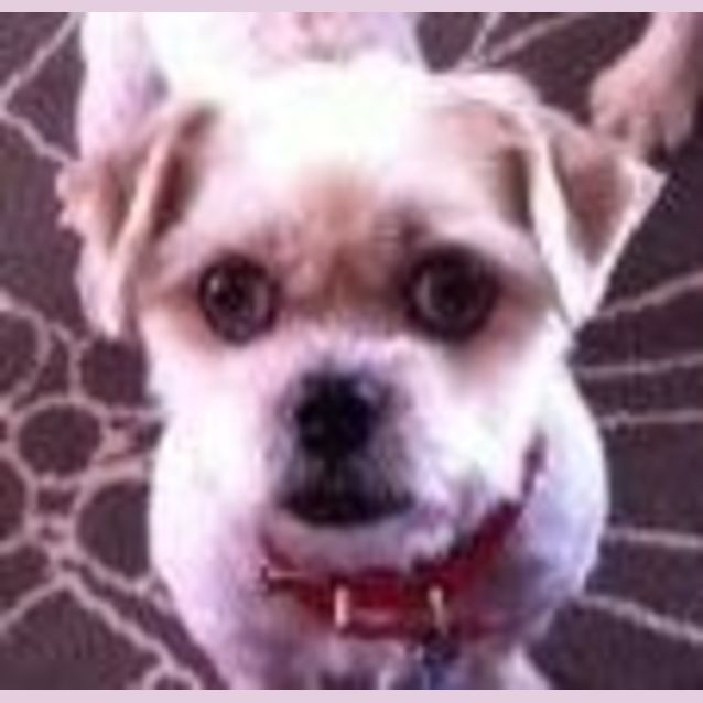 Photo of Pickles
