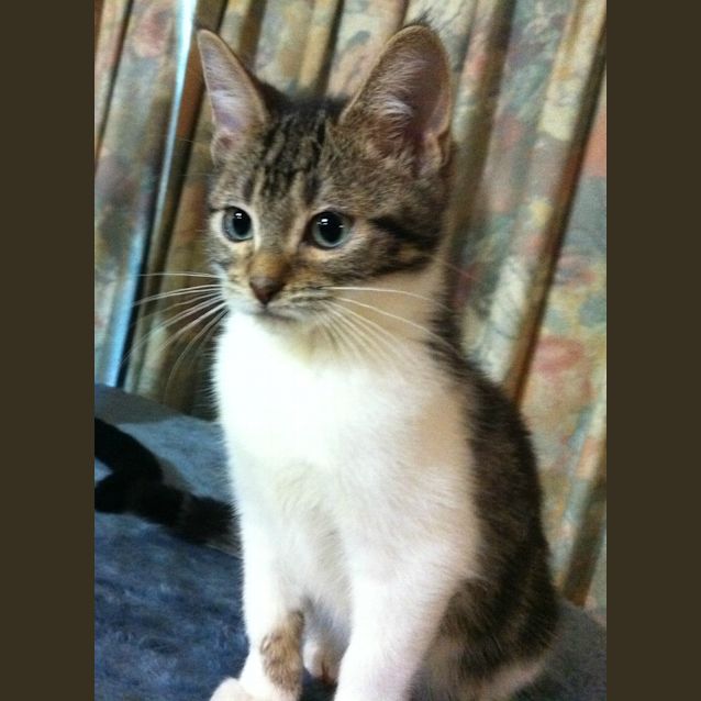 Photo of Gulliver   On Trial In His New Home!